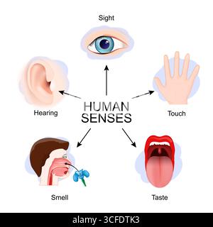 Cinq sens humains : ouïe, toucher, goût, odorat, vue. Affiche vectorielle détaillée Illustration de Vecteur