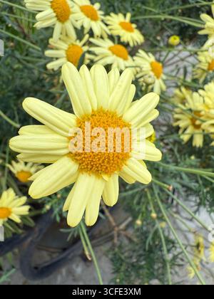 Gros plan détaillé d'une fleur jaune vif en forme de Marguerite avec un centre jaune orangé flou et de longs pétales délicats. Fleurs similaires en arrière-plan. Banque D'Images