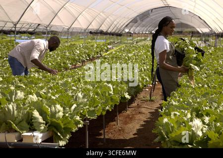 Collègues afro-américains récoltant de la laitue en serre sur des canaux hydroponiques Banque D'Images