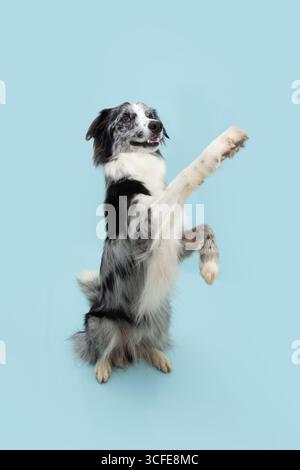 Collie de bordure portrait debout sur les jambes de derrière et regardant vers le haut. Isolé sur fond pastel bleu. Saison estivale ou printanière. Concept de tour d'obéissance Banque D'Images