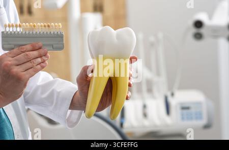 Professionnel dentaire présente un modèle de dent et de palette avec guide de couleur dans la salle de consultation de stomatologie. Le blanchiment dentaire en odontologie Banque D'Images