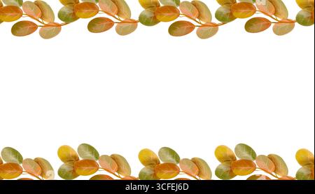 Illustration de feuilles d'automne dans le style aquarelle. Bordure sans couture dessinée à la main Banque D'Images