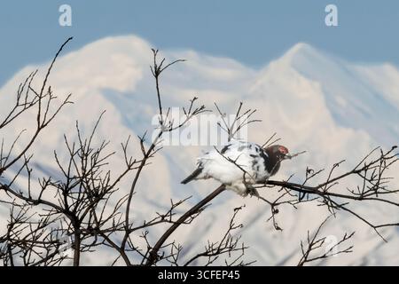 Amérique du Nord ; États-Unis ; Alaska ; faune ; oiseaux; oiseaux des hautes terres ; Ptarmigan ; Willow Ptarmigan ; Lagopus lagopus ; mâle; plumage de cour printanière. Mou Banque D'Images