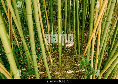 Forêt naturelle de bambous avec sentier menant à travers de hautes cannes vertes dans un environnement tropical Banque D'Images