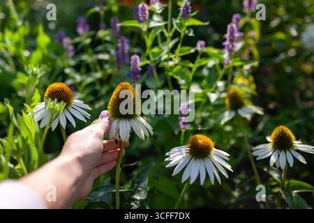 Jardinier admire les fleurs blanches d'échinacée purpurea qui fleurissent dans le jardin d'été. Femme aime coneflowers poussant par agastache sur parterre de fleurs. Banque D'Images