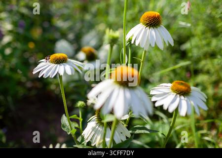 Gros plan de l'échinacée blanche purpurea White Swan floraison dans le jardin d'été. Abeille collectant le nectar sur la fleur. Coneflower attire les pollinisateurs. Gros plan Banque D'Images