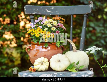 Arrangement rustique d'automne avec des chrysanthèmes colorés dans un pot en argile et des citrouilles ornementales blanches sur une vieille chaise. Décoration cosy avec charme campagnard Banque D'Images