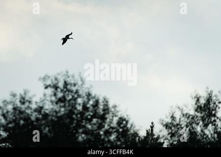 Cigogne noire (Ciconia nigra) volant au-dessus de la silhouette de la forêt au crépuscule. Nature de la république tchèque. Banque D'Images