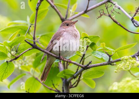 Nighbush Nightingale, Luscinia luscinia. Un oiseau est assis sur une branche d'arbre et chante. Petit oiseau brun de passerine mieux connu pour sa puissante et belle ainsi Banque D'Images
