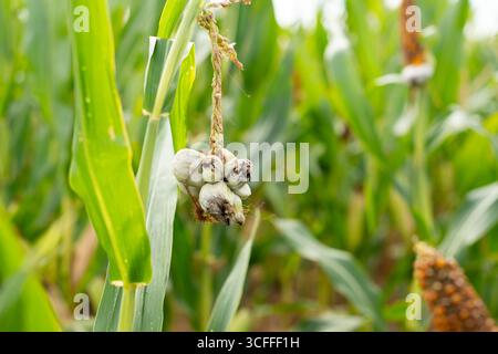 Une vue rapprochée des galettes de charbon de maïs causées par le champignon Ustilago maydis sur une tige de maïs, montrant des excroissances blanches bulbeuses. Idéal pour les maladies agricoles et les thèmes de pathologie végétale. Banque D'Images