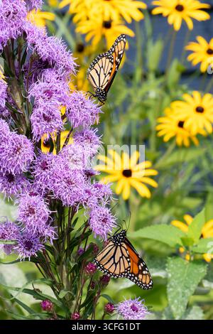 Vadnais Heights, Minnesota. Une paire de monarques Butterfies, Danaus plexippus se nourrissant de Meadow Blazingstar Banque D'Images