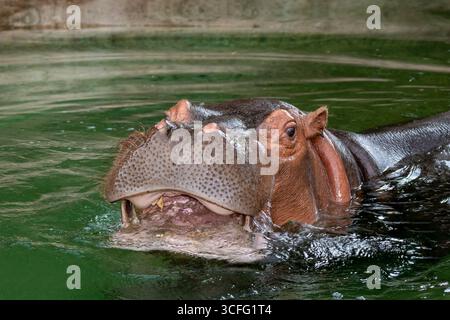 Topeka, Kansas. Zoo Topeka. Gros plan d'une rivière Hippopotamus ; Hippopotamus amphibius regardant la caméra avec la bouche ouverte. Banque D'Images