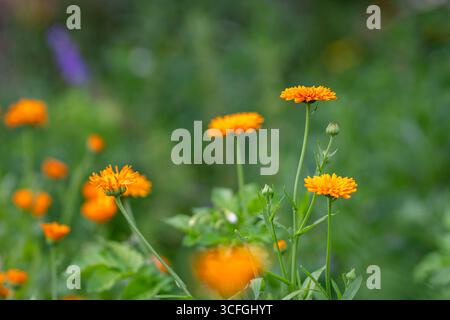 Double pot Marigolds (Calendula Officinalis nana) cultivé dans le jardin. Fond d'été avec des fleurs de Marigold dans un lit de fleurs dans le jardin. Banque D'Images
