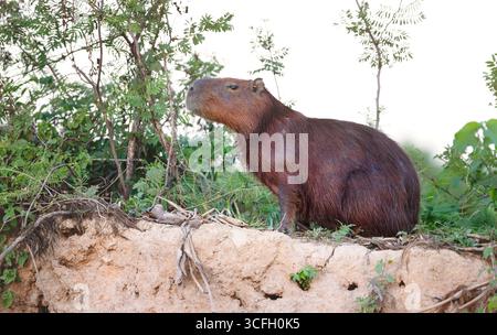 Gros plan d'un Capybara debout sur une rive d'une rivière dans les zones humides du Pantanal, Brésil. Banque D'Images