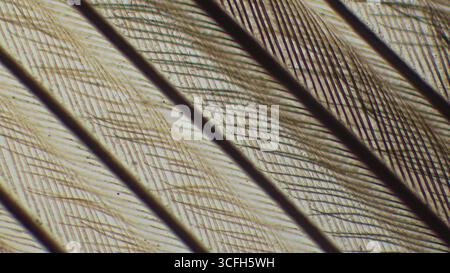 Micrographie légère de plumes d'oiseau montrant la microstructure avec des barbes et des barbules. Section histologique pour zoologie, ornithologie et biologie animale. Banque D'Images