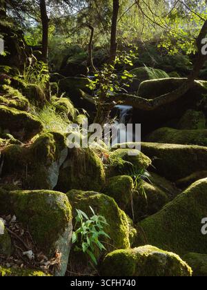 Ruisseau dans les bois de la Forêt Noire Allemagne coulant à travers des roches couvertes de mousse ensoleillées Banque D'Images
