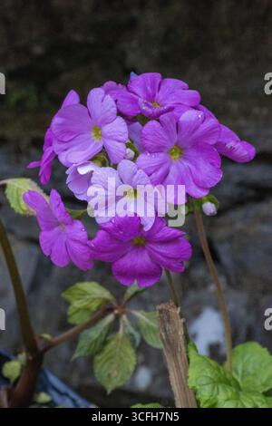 Fleurs mauves poussant dans un jardin à Darjeeling, en Inde Banque D'Images