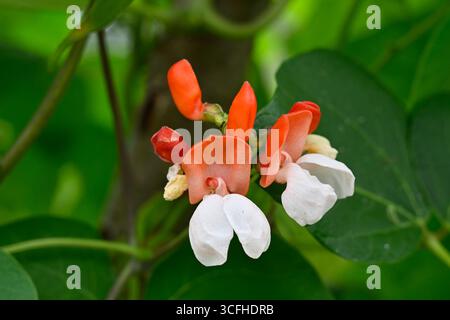 Fleurs d'été rouges et blanches et gousses vertes et feuillage de haricots coureurs, Phaseolus coccineus 'Painted Lady' UK Garden août Banque D'Images