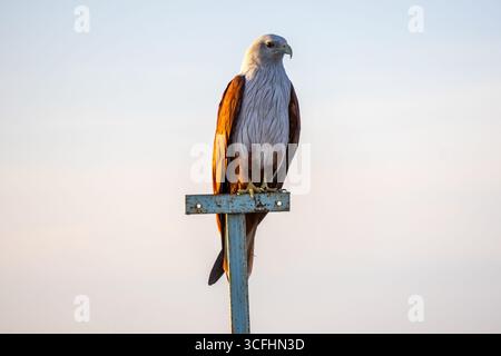 Un cerf-volant Brahminy (Haliastur indus) perché au sommet d'un poteau contre un fond de ciel matinal. Cet oiseau est également connu sous le nom d'aigle de mer à dos rouge, rouge- Banque D'Images