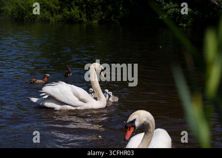 Mère de cygne muette avec ses petits cygnets gris nageant et se nourrissant ensemble dans un étang, scène familiale paisible dans un habitat aquatique naturel. Banque D'Images