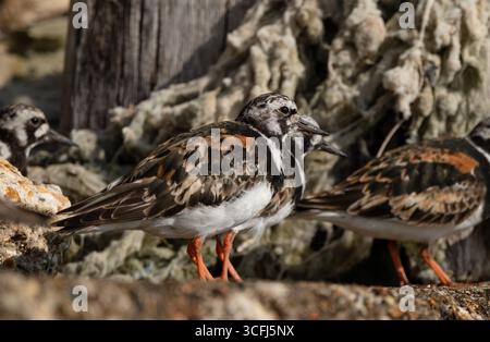 Gros plan d'oiseaux Turnstone à Calshot Beach assis sur les murs de hêtre profitant du soleil près de Southampton, en Angleterre. Banque D'Images