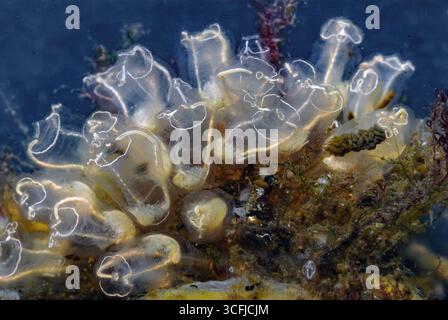 Gicleur de mer à ampoule (Clavelina lepadiformis) provenant des côtes de Hidra, au sud-ouest de la Norvège. Banque D'Images
