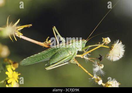 Grand cricket vert de brousse, animaux, insectes, cricket vert de feuille, sauterelle, criquet pèlerin (Tettigonia viridissima), République fédérale d'Allemagne Banque D'Images