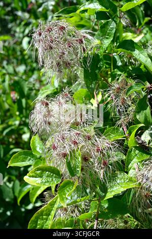 Têtes de graines d'été moelleuses, plumeuses et brillantes et feuillage vert frais de Clematis vitalba, alias Traveller's Joy, Clematis sauvage ou Old Man's Beard UK août Banque D'Images
