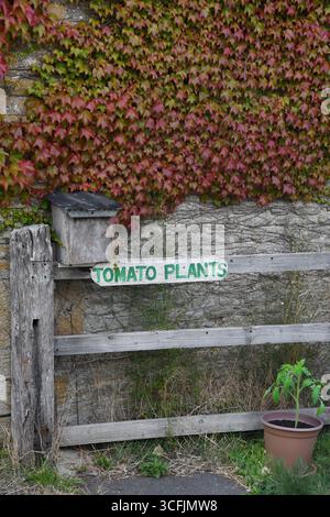 Plant de tomate à vendre Banque D'Images