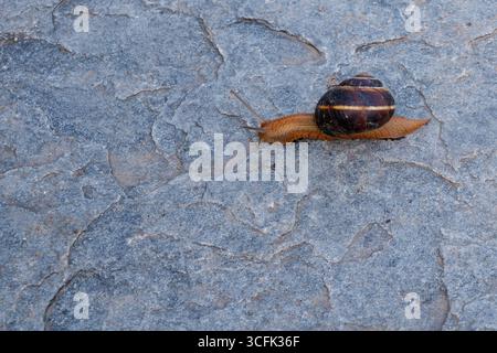 Un escargot rayé brun glisse sur un chemin de pierre grise rugueux sous la lumière du jour. La zone environnante montre des textures naturelles, mettant en évidence les escargots Banque D'Images