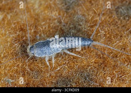 Silverfish à longue queue, tenolepisma longicaudata. Un insecte synanthropique sans ailes sur le tapis d'une chambre d'hôtel. Banque D'Images