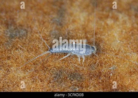 Poisson argenté géant, Ctenolepisma longicaudatum ou longicaudata. Un insecte trouvé à l'étage de l'hôtel. Banque D'Images