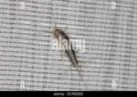 Poisson d'argent gris à longue queue Ctenolepisma longicaudata. Sur le mur d'une chambre d'hôtel recouverte de papier peint. Banque D'Images
