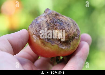 Photo en gros plan de tomates biologiques infectées par Phytophthora infestans, mise au point sélective. Banque D'Images