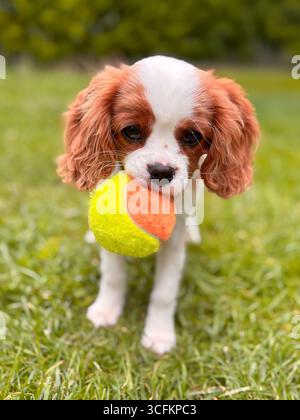 Adorable chiot Cavalier King Charles Spaniel jouant avec une balle Banque D'Images