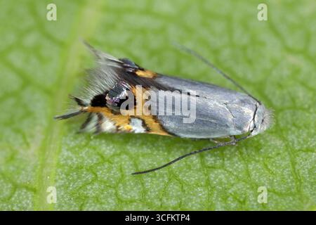 Papillon, insecte adulte vu de côté. Micro-mine de feuilles de pomme (Leucoptera malifoliella) nuisible sur une feuille de pomme. Banque D'Images