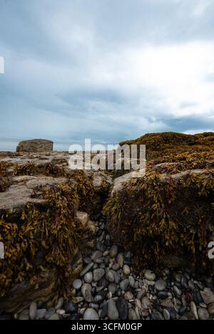 Des roches escarpées recouvertes d'algues marines sont visibles à marée basse à Penmon point, Beaumaris, alors qu'une brume marine matinale commence à se dégager au-dessus d'Anglesey. Banque D'Images