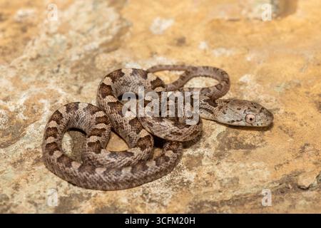 Un beau serpent de rat jaune (Elaphe (Pantherophis) obsoleta quadrivitatta), une sous-espèce du serpent de rat de l'est. Un serpent coluhybride non venimeux Banque D'Images