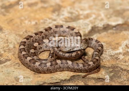 Un beau serpent de rat jaune (Elaphe (Pantherophis) obsoleta quadrivitatta), une sous-espèce du serpent de rat de l'est. Un serpent coluhybride non venimeux Banque D'Images