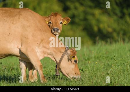 Vache (Bos taurus) dont le veau repose sur le dos de sa mère en pâturant sur un pré, espèce domestique dans la nature tchèque. Bébé mignon et mère vache. Banque D'Images