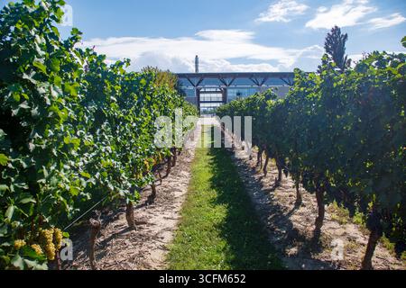 Jackson-Triggs Winery architecture moderne et vignobles, Niagara-on-the-Lake en Ontario, Canada Banque D'Images