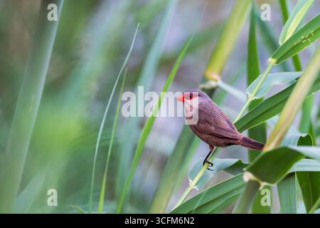 Bec de Waxbill commun (Estrilda astrild) perché sur un roseau dans une zone humide dans le sud de Grenade, Andalousie. Banque D'Images