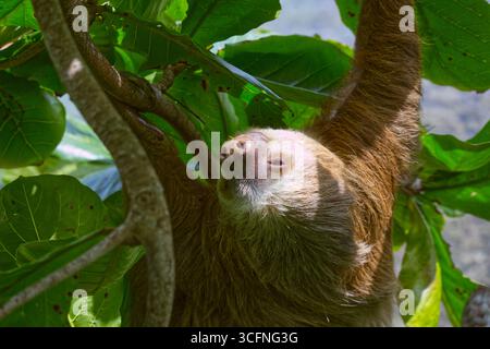 Un gros plan d'un paresseux à trois doigts reposant sur une branche d'arbre dans la jungle costaricienne à côté de la côte caribéenne Banque D'Images