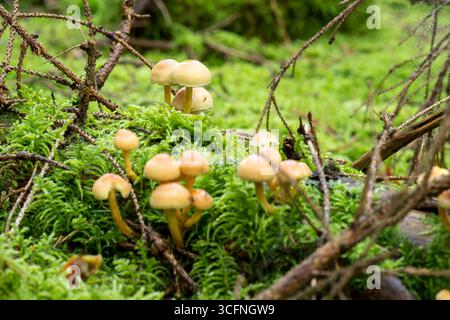 Grappe de champignons touffes soufrés (Hypholoma fasciculare) qui pousse parmi la mousse verte luxuriante et les branches tombées sur le plancher forestier Banque D'Images