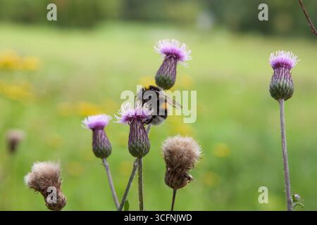 Bourdon. Bourdon sur le chardon rampant, fleurissant dans le pré. Fleur de chardon de champ avec abeille close up pour fond, poste, économiseur d'écran, papier peint Banque D'Images