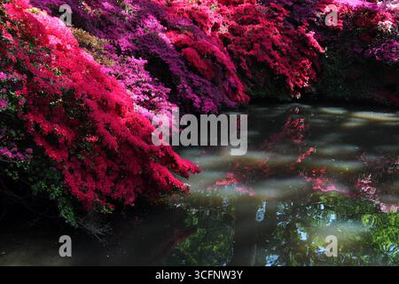 Kurume azalea (Rhododendron sp) à côté de Thomson’s Pond dans la plantation Isabella, Richmond Park, Londres. Banque D'Images