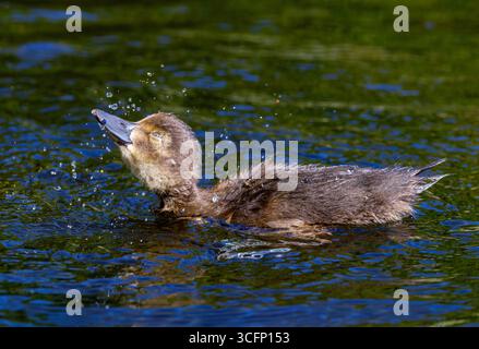 Canard touffeté mignon éclaboussant de l'eau dans l'étang. Adorable jeune canard 'Aythya fuligula' avec des plumes brunes moelleuses. Dublin, Irlande Banque D'Images