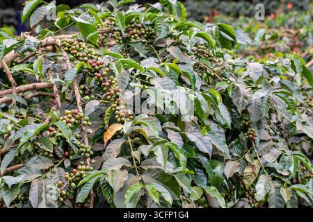 Grains de café poussant sur les arbres ; Tanzanie Afrique de l'est Banque D'Images