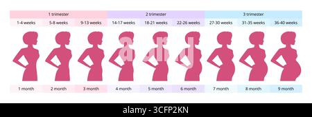 Chronologie de la grossesse montrant la taille du ventre croissant du premier au neuvième mois, divisé en semaines et trimestres, utile pour surveiller le développement du bébé Illustration de Vecteur