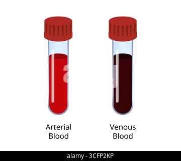 Deux tubes à essai contenant du sang artériel, qui est rouge vif, et du sang veineux, qui est rouge foncé, sont montrés, soulignant la différence en oxygénat Illustration de Vecteur